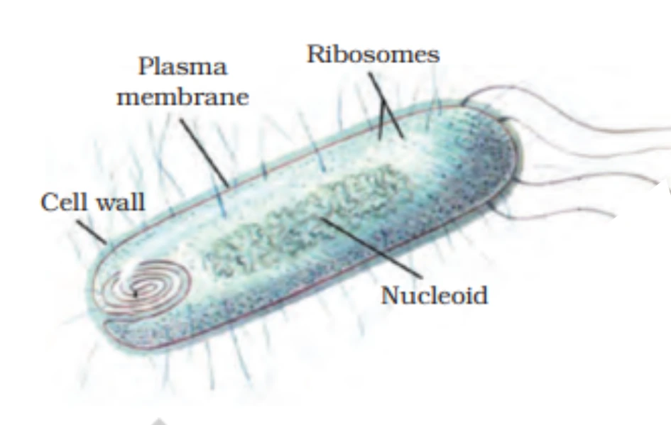 Prokaryotic Cell Image